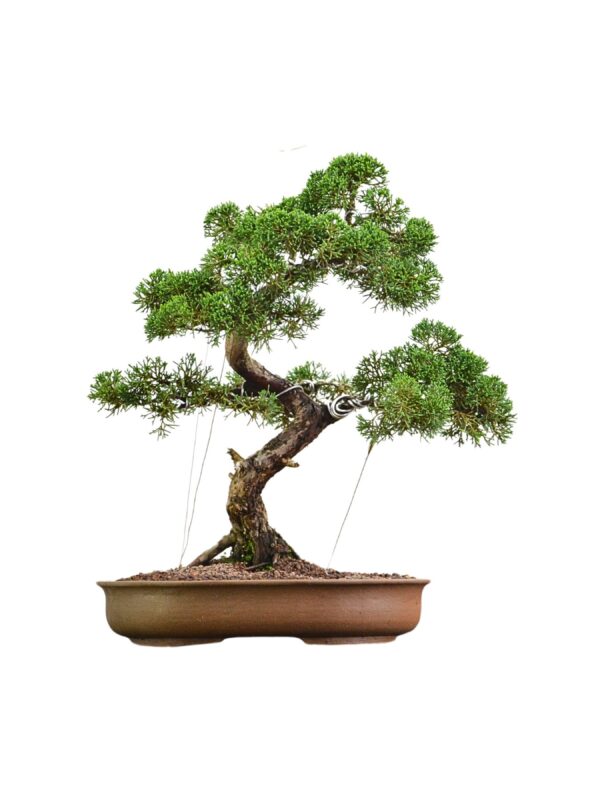 Bonsai Shimpaku Kichu