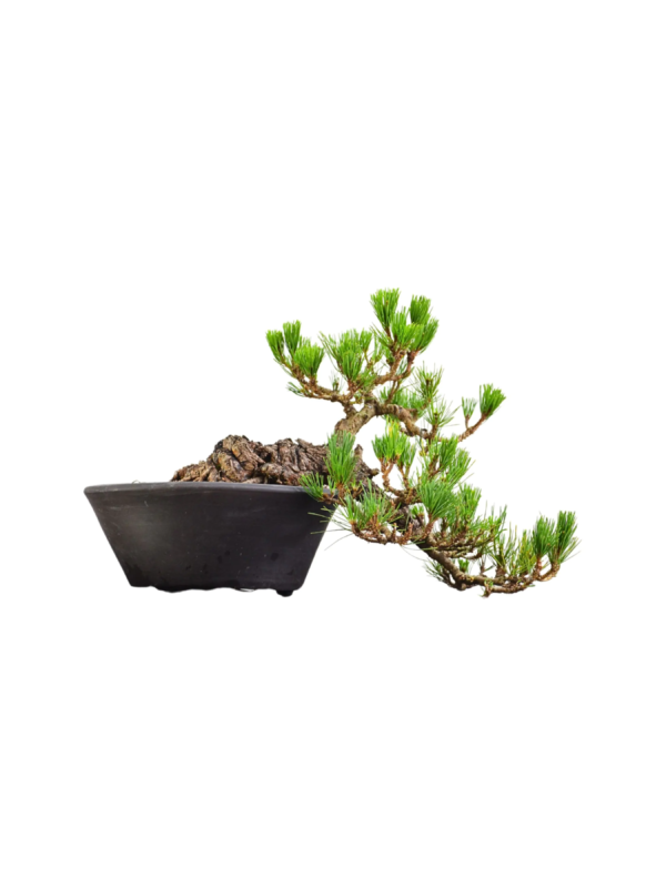 Bonsai Pinheiro Negro 6 Bonsai Pinheiro Negro