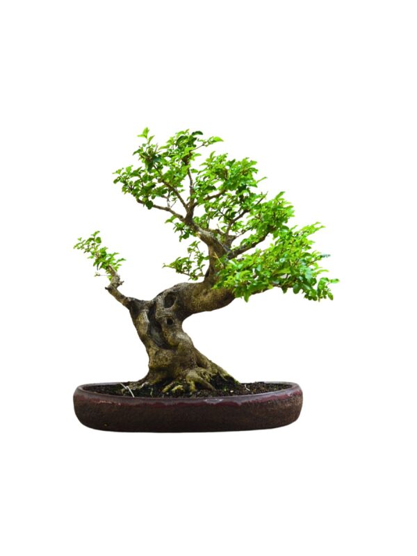 Bonsai Ligustro