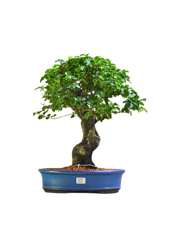 Bonsai Ligustro