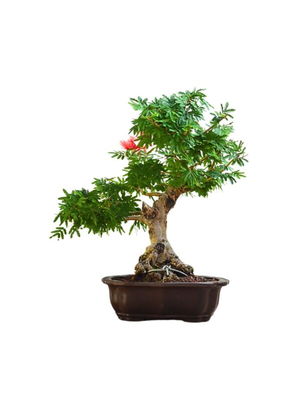 Bonsai Caliandra Vermelha