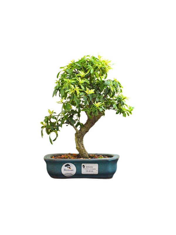 Bonsai Piracanta Variegata