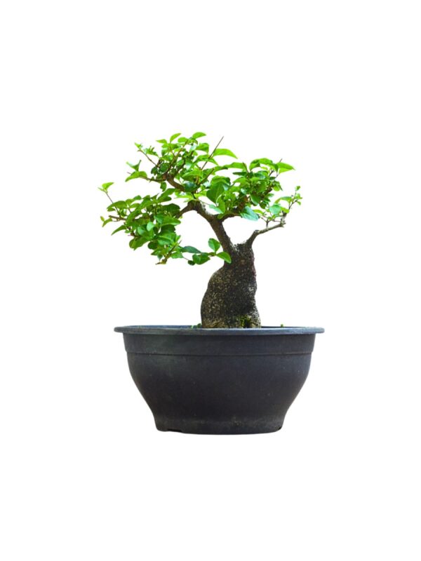 Pré Bonsai Ligustro