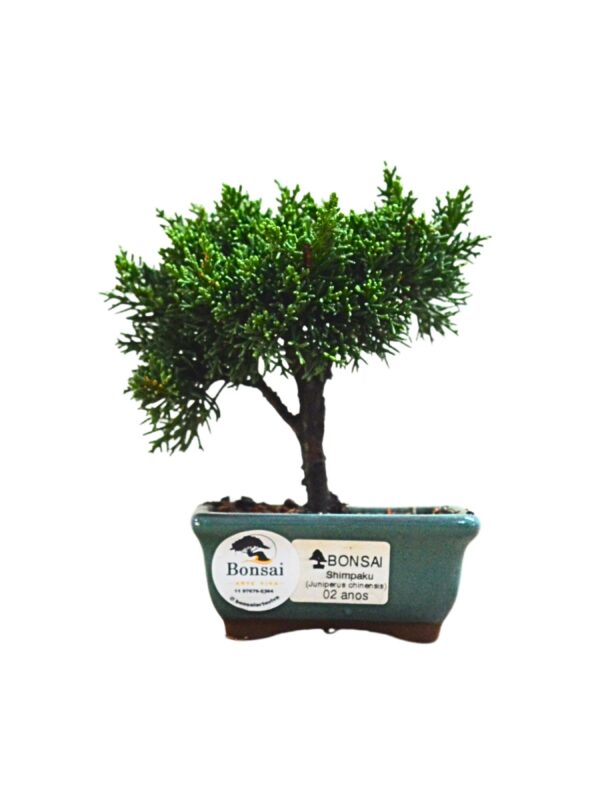 Bonsai Shimpaku Kichu 10 Bonsai Shimpaku Kichu