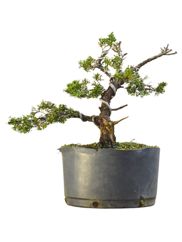 Pré Bonsai Itoigawa
