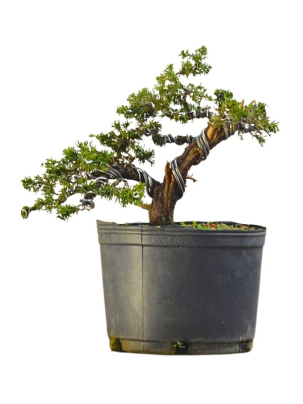 Pré Bonsai Itoigawa