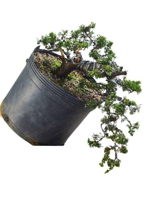 Pré Bonsai Itoigawa