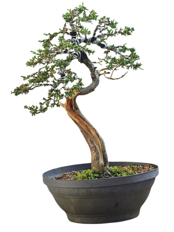 Pré Bonsai Juniperus Procumbens (jacaré)