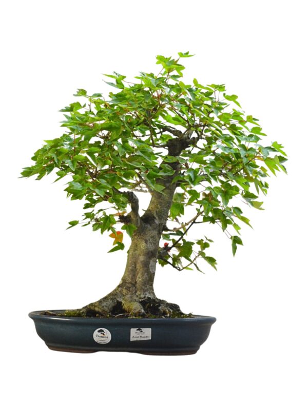 Bonsai Acer Kaede