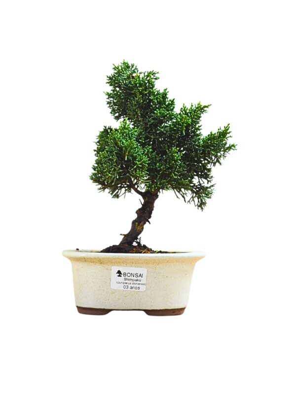 Bonsai Shimpaku Kichu