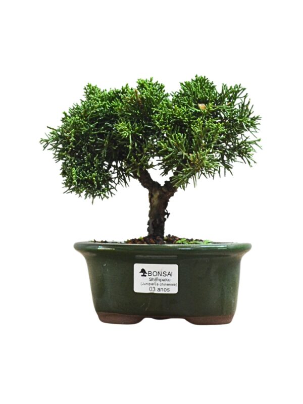 Bonsai Shimpaku Kichu