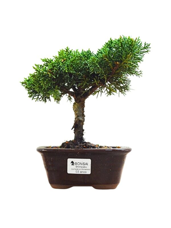 Bonsai Shimpaku Kichu