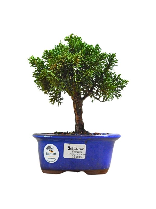 Bonsai Shimpaku Kichu