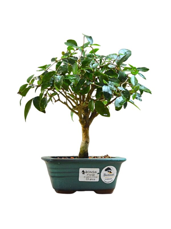 Bonsai pitanga