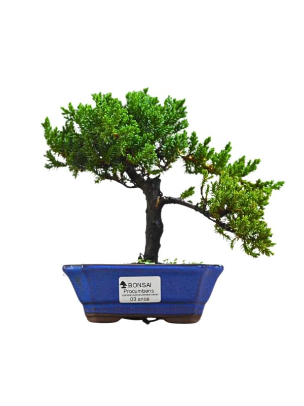 Bonsai Juniperus Procumbens