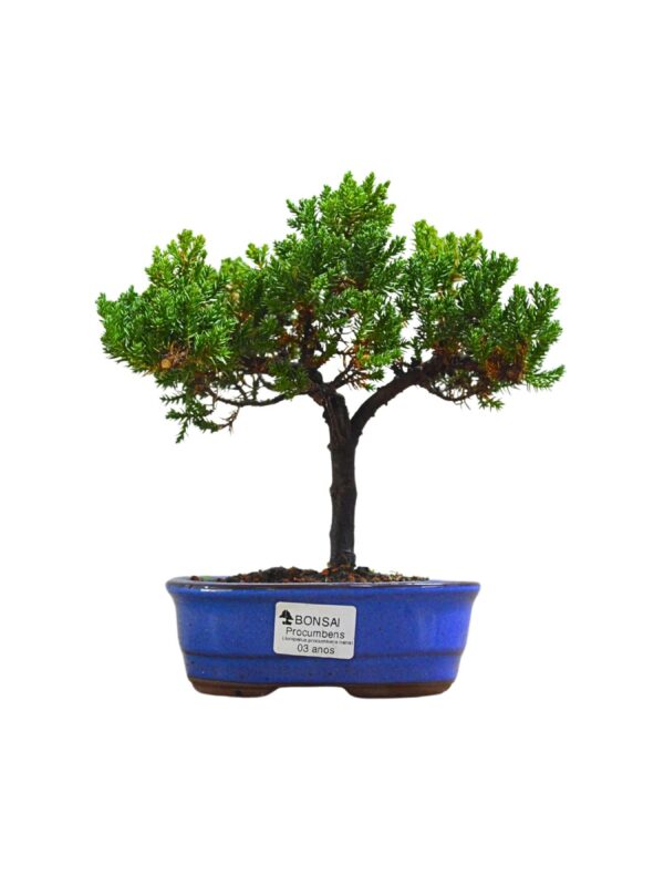 Bonsai Juniperus Procumbens