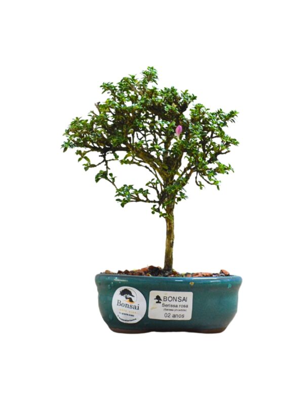 Bonsai Serissa Rosa