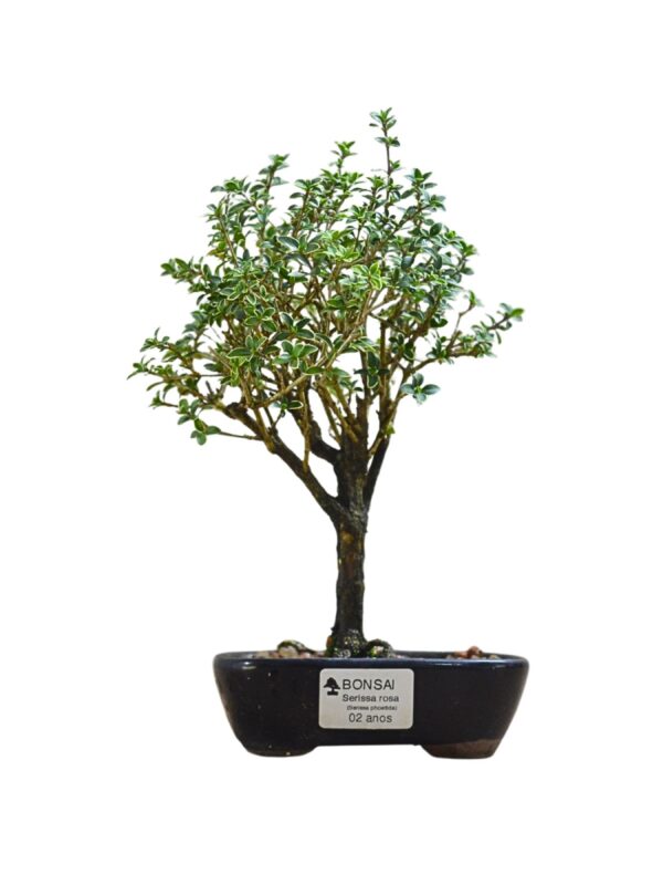 Bonsai Serissa Rosa