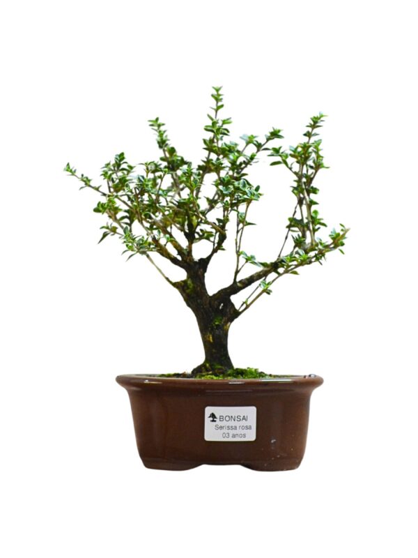 Bonsai Serissa Rosa