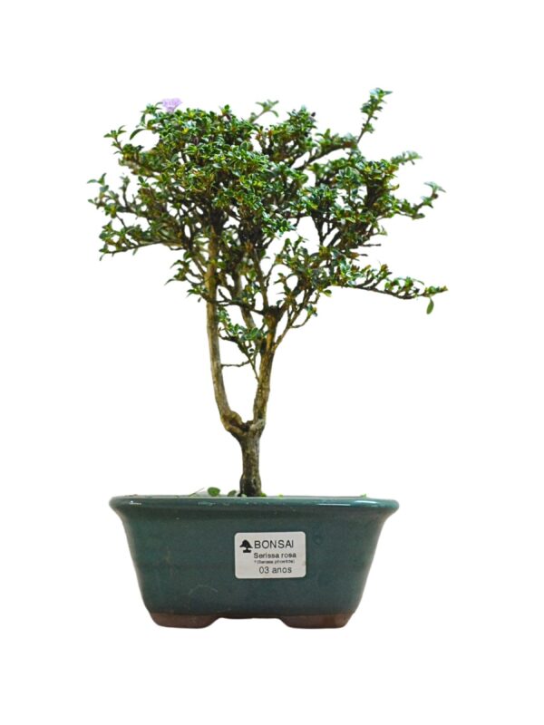 Bonsai Serissa Rosa