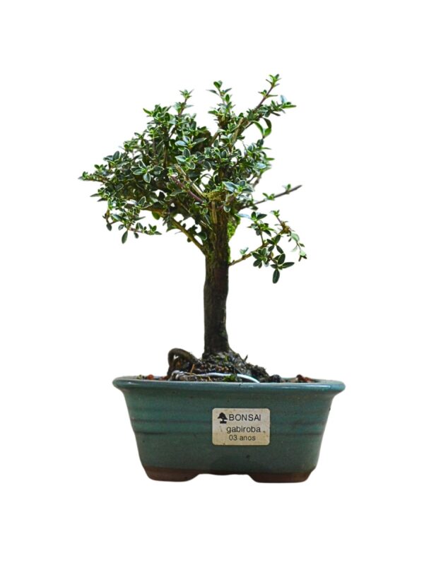 Bonsai Serissa Rosa