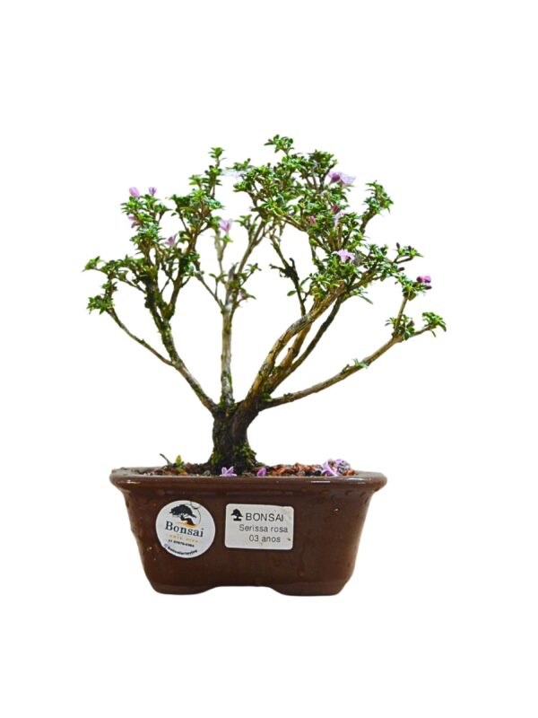 Bonsai Serissa Rosa