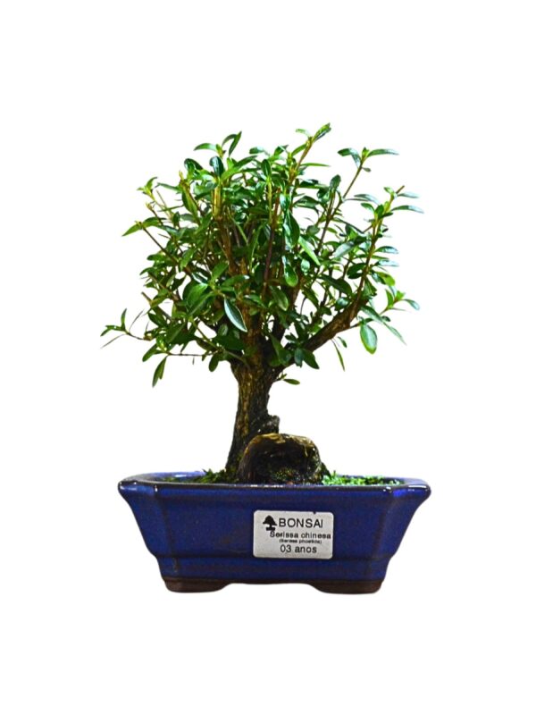 Bonsai Serissa Serissa Chinesa