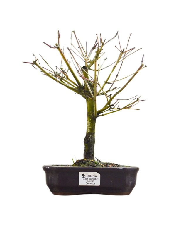 Bonsai Acer Palmatum