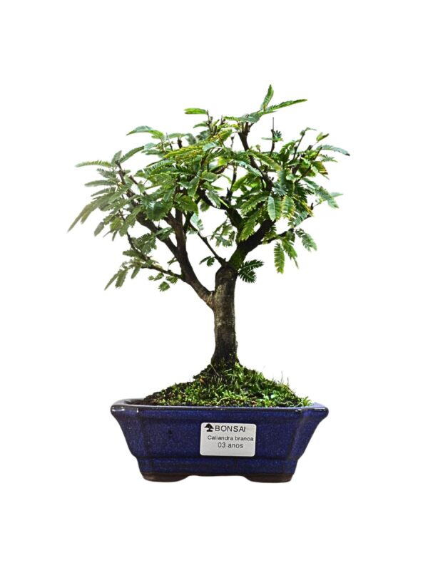 Bonsai Caliandra Branca