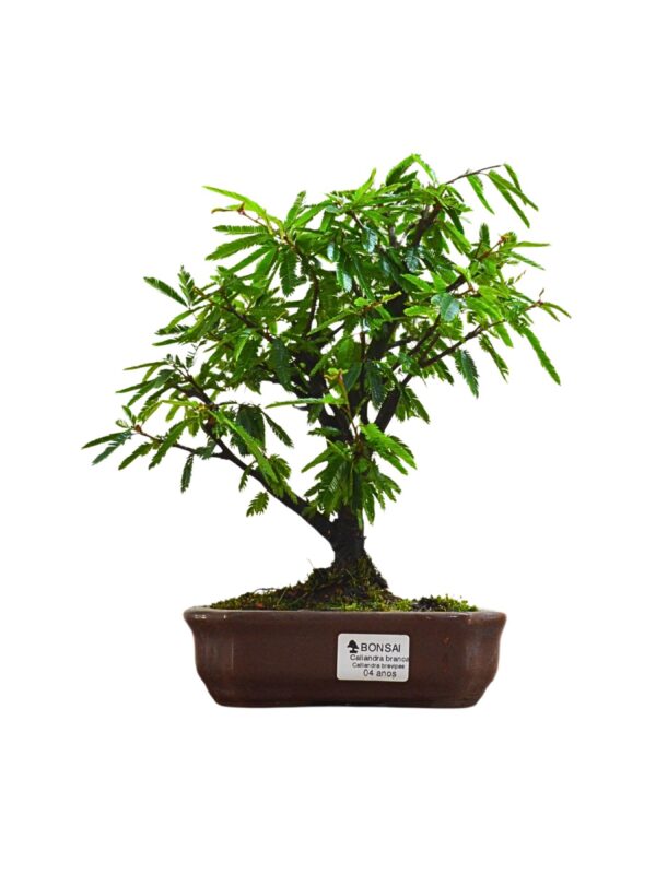 Bonsai Caliandra Branca