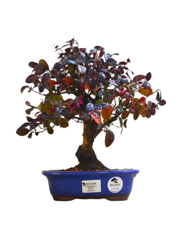 Loropetalum Rubrum 13 Bonsai Loropetalum Rubrum