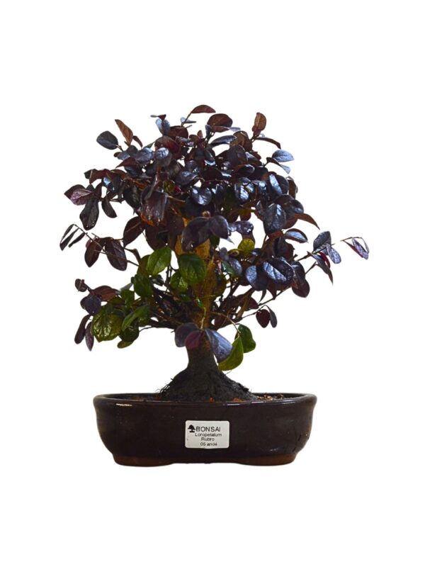 Bonsai Loropetalum Rubrum