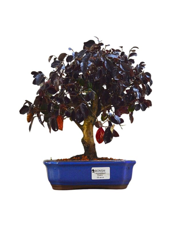 Bonsai Loropetalum Rubrum