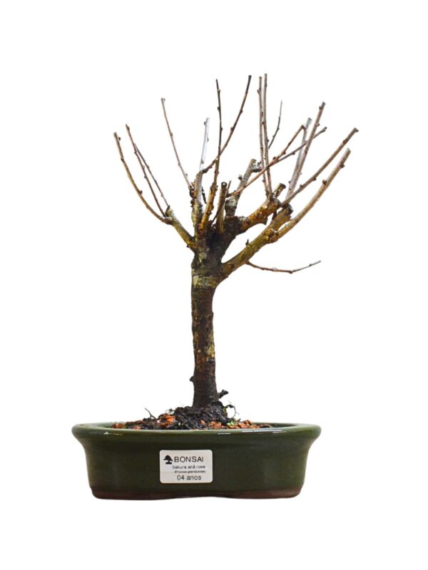 Bonsai Cerejeira Sakura