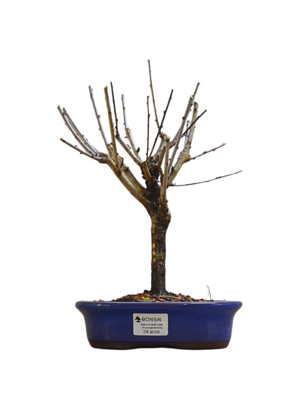 Bonsai Cerejeira Sakura