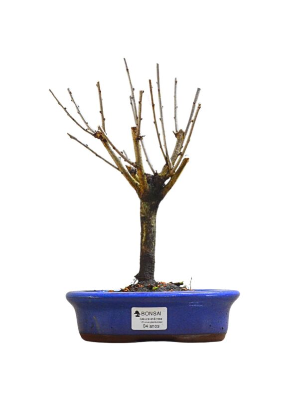Bonsai Cerejeira Sakura