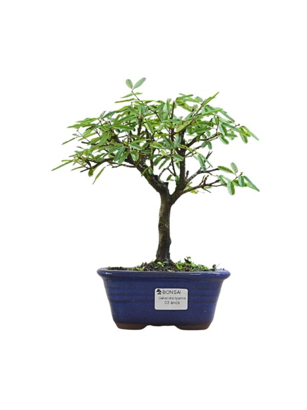 Bonsai Caliandra Branca
