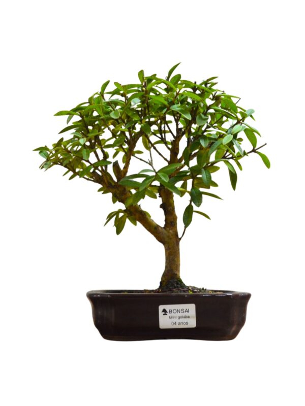 Bonsai Mini Goiaba
