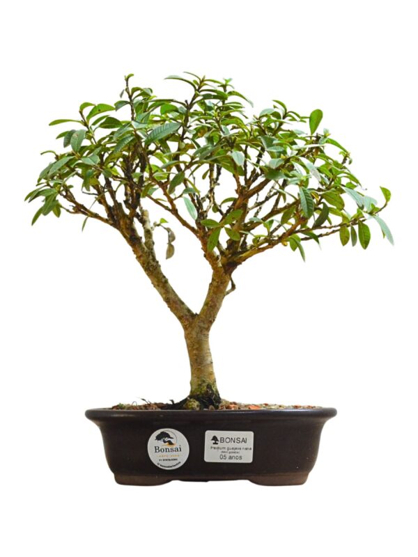 Bonsai Mini Goiaba