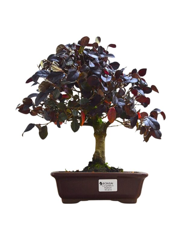 Bonsai Loropetalum Rubrum