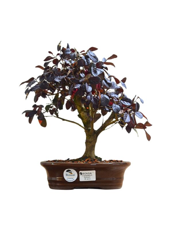 Bonsai Loropetalum Rubrum