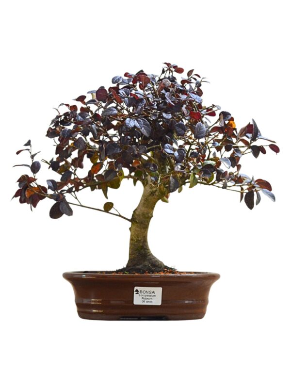 Bonsai Loropetalum Rubrum