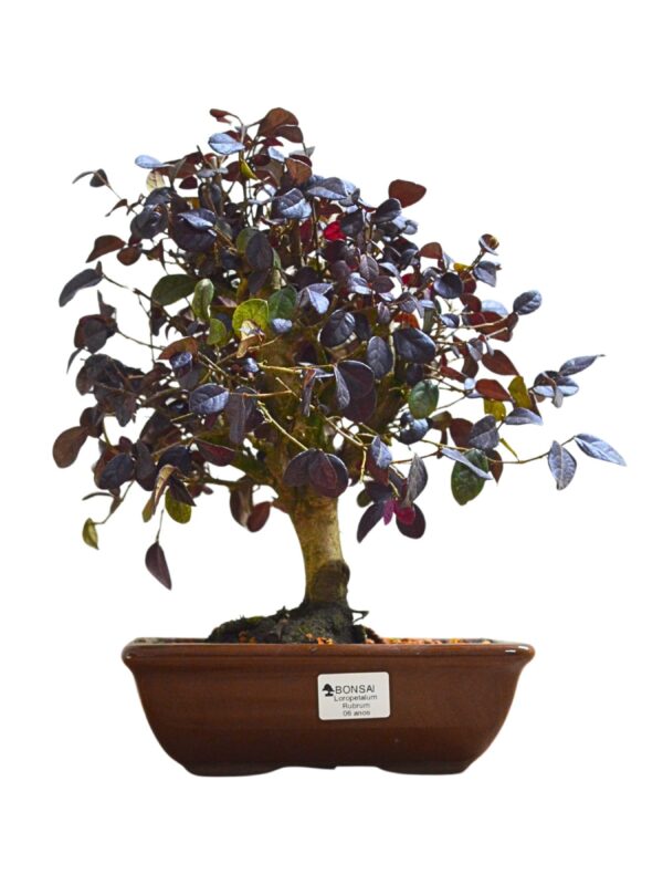 Bonsai Loropetalum Rubrum