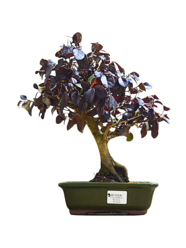 Bonsai Loropetalum Rubrum