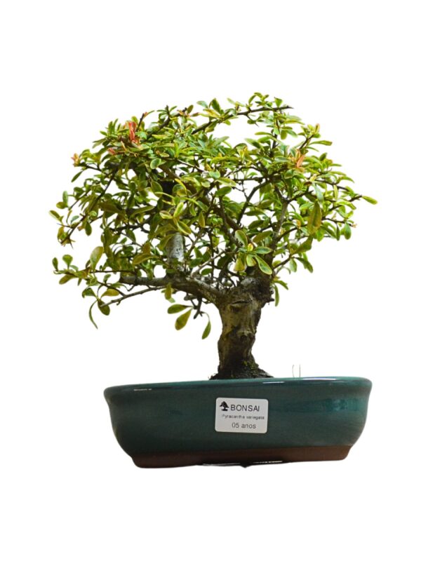 Bonsai Piracanta