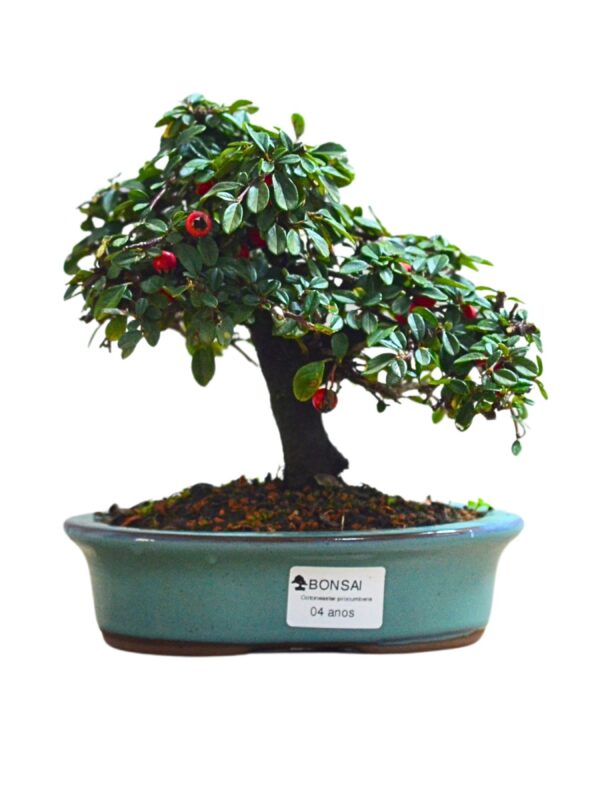 Bonsai Cotoneaster