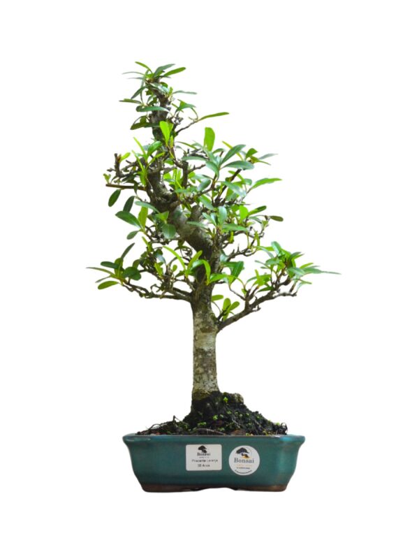 Bonsai Piracanta Vermelha