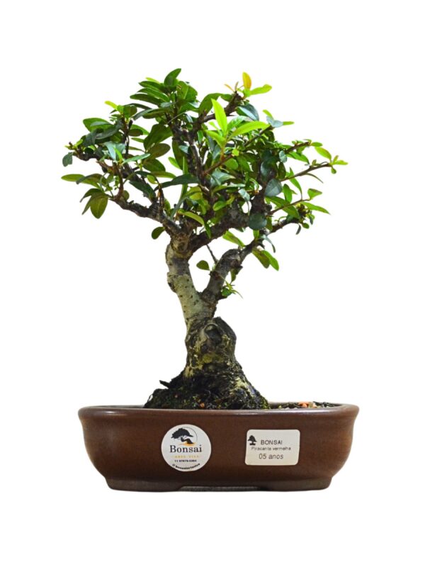 Bonsai Piracanta Vermelha
