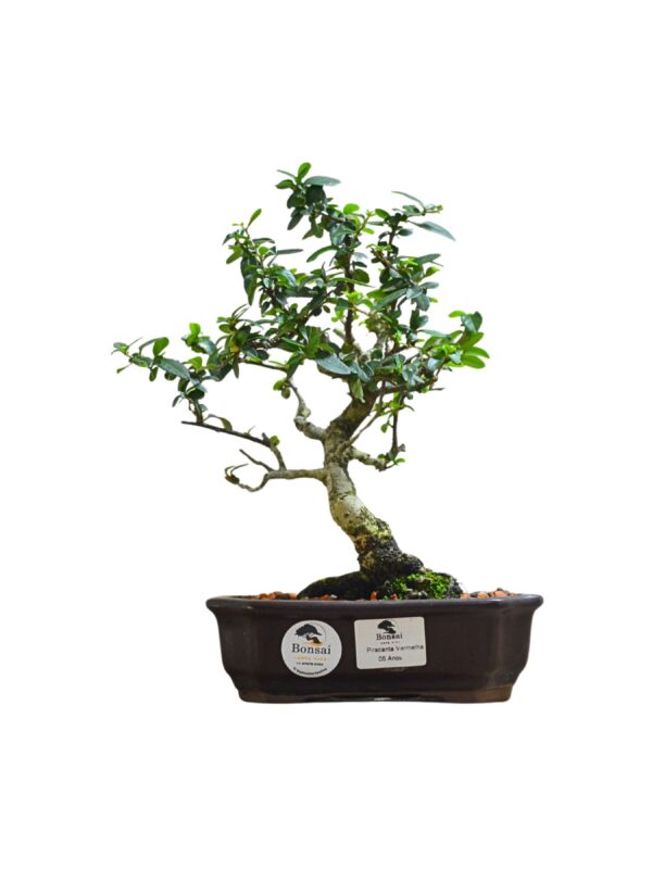 Bonsai Piracanta Vermelha