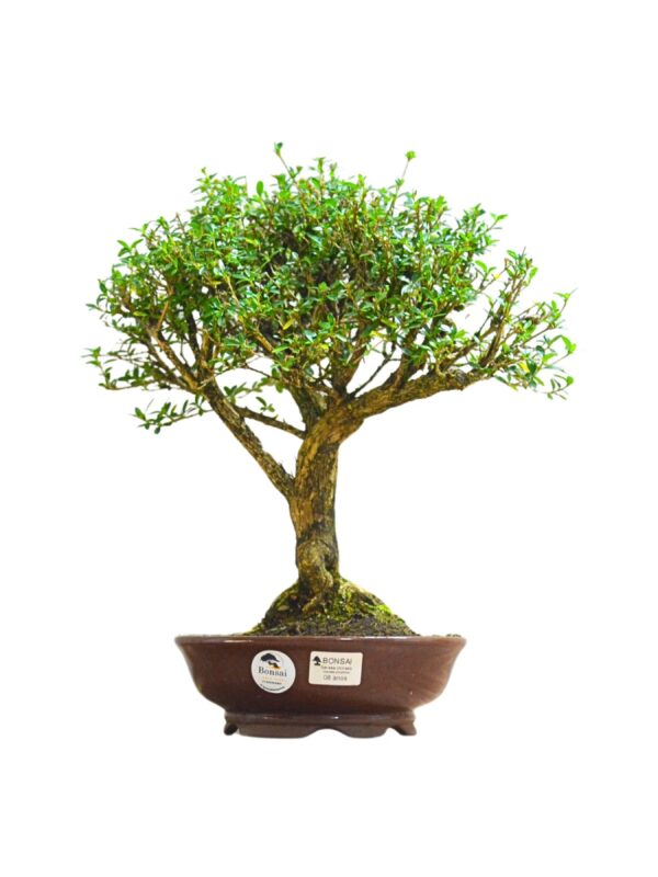 Bonsai Serissa Chinesa